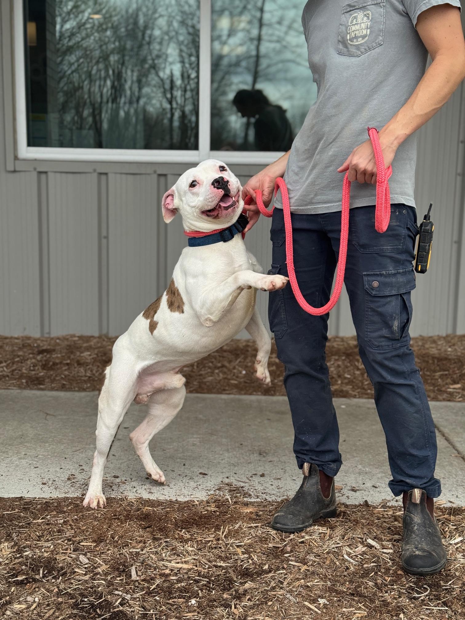 Enlarge Zeus, a ADOPTABLE mixed breed in Benton Harbor, MI image 4/6
