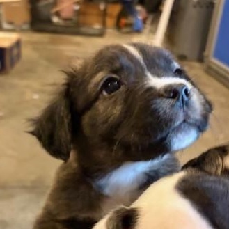 Milo, ADOPTABLE, Puppy Male Great Pyrenees.