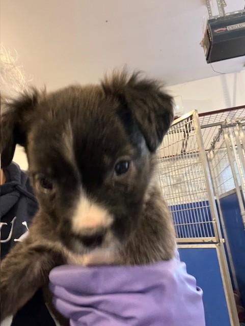 Enlarge Milo, an adopted mixed breed in Riverside, IA image 2/2