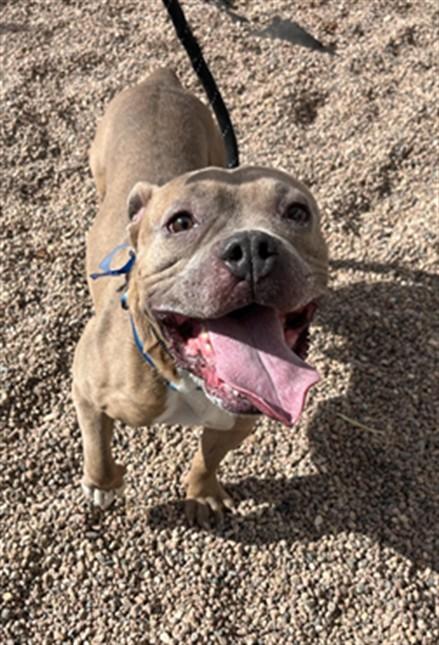 Enlarge SIMBA, a Adoptable mixed breed in Loveland, CO image 1/1