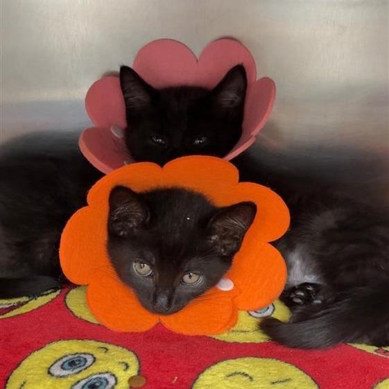 Enlarge HaHa, a Adoptable Domestic Long Hair in Mentor, OH image 1/3