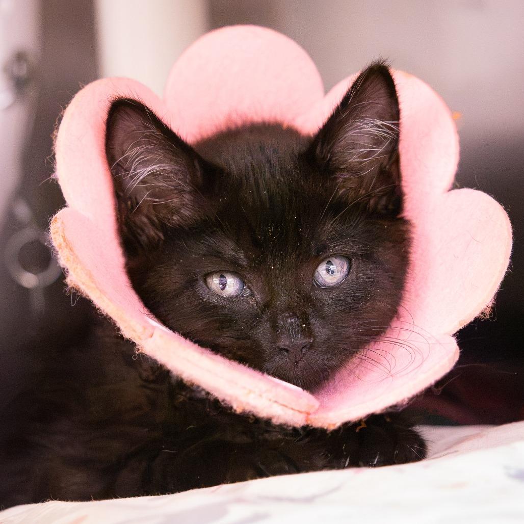 Enlarge HaHa, a Adoptable Domestic Long Hair in Mentor, OH image 3/3