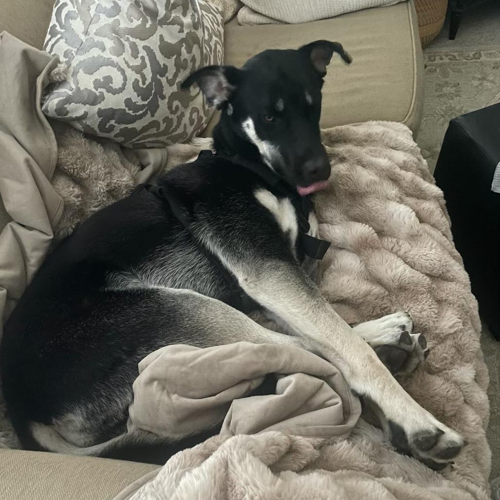 Enlarge Bruno, a Adoptable mixed breed in Sonoma, CA image 2/5