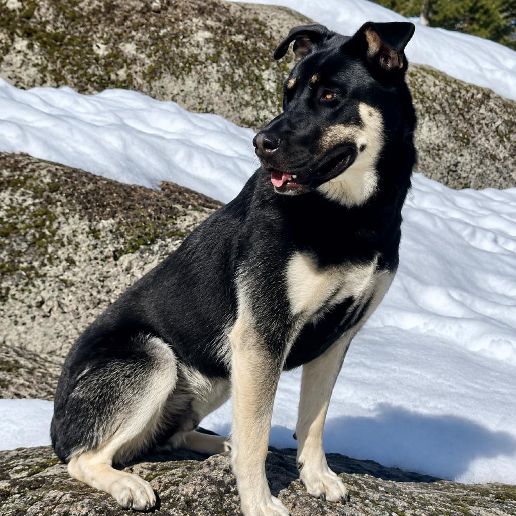 Bruno, Adoptable, Adult Male Shepherd.