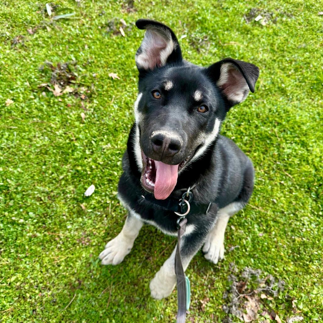 Bruno, a Adoptable mixed breed in Sonoma, CA image 2/4