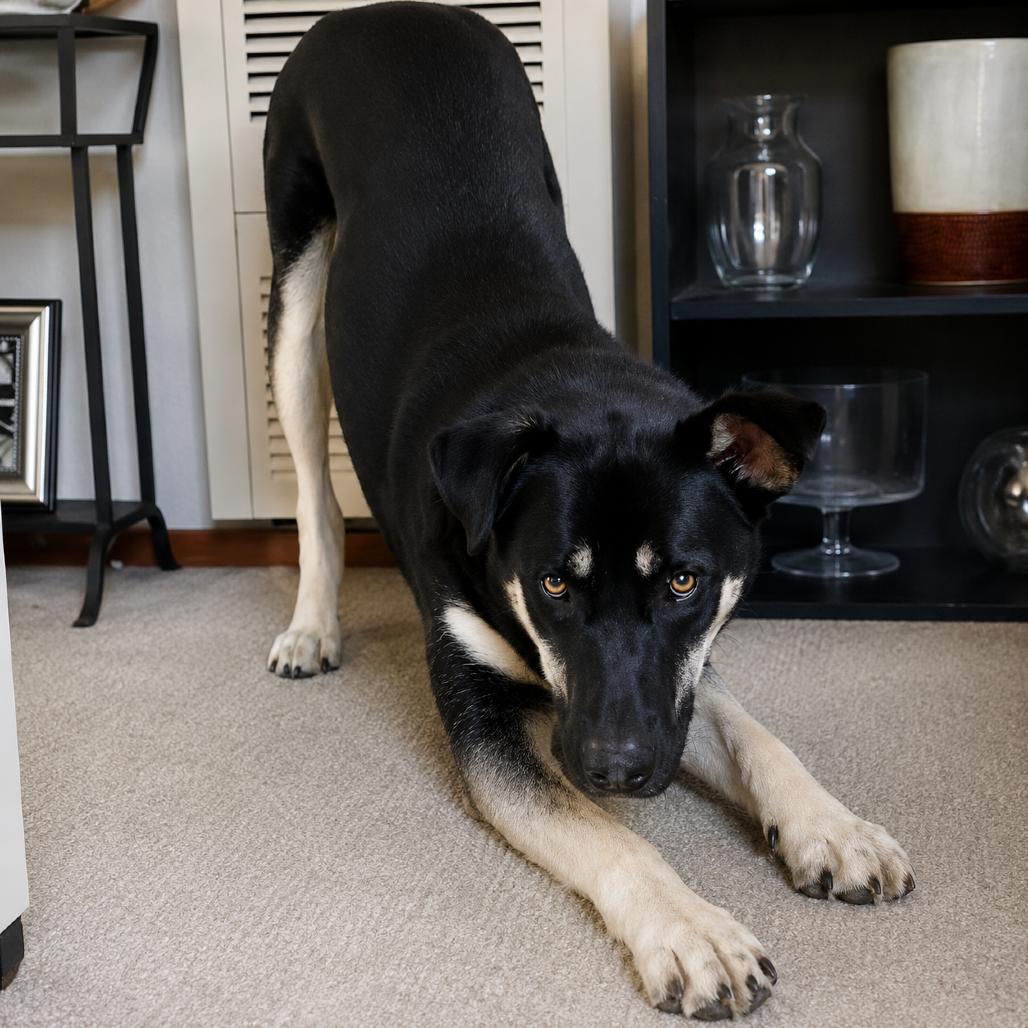 Enlarge Bruno, a Adoptable Shepherd in Sonoma, CA image 2/6