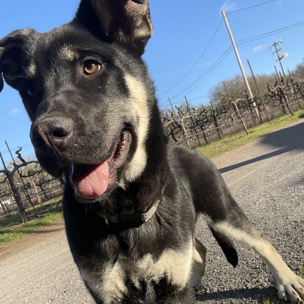 Bruno, a Adoptable mixed breed in Sonoma, CA image 1/4