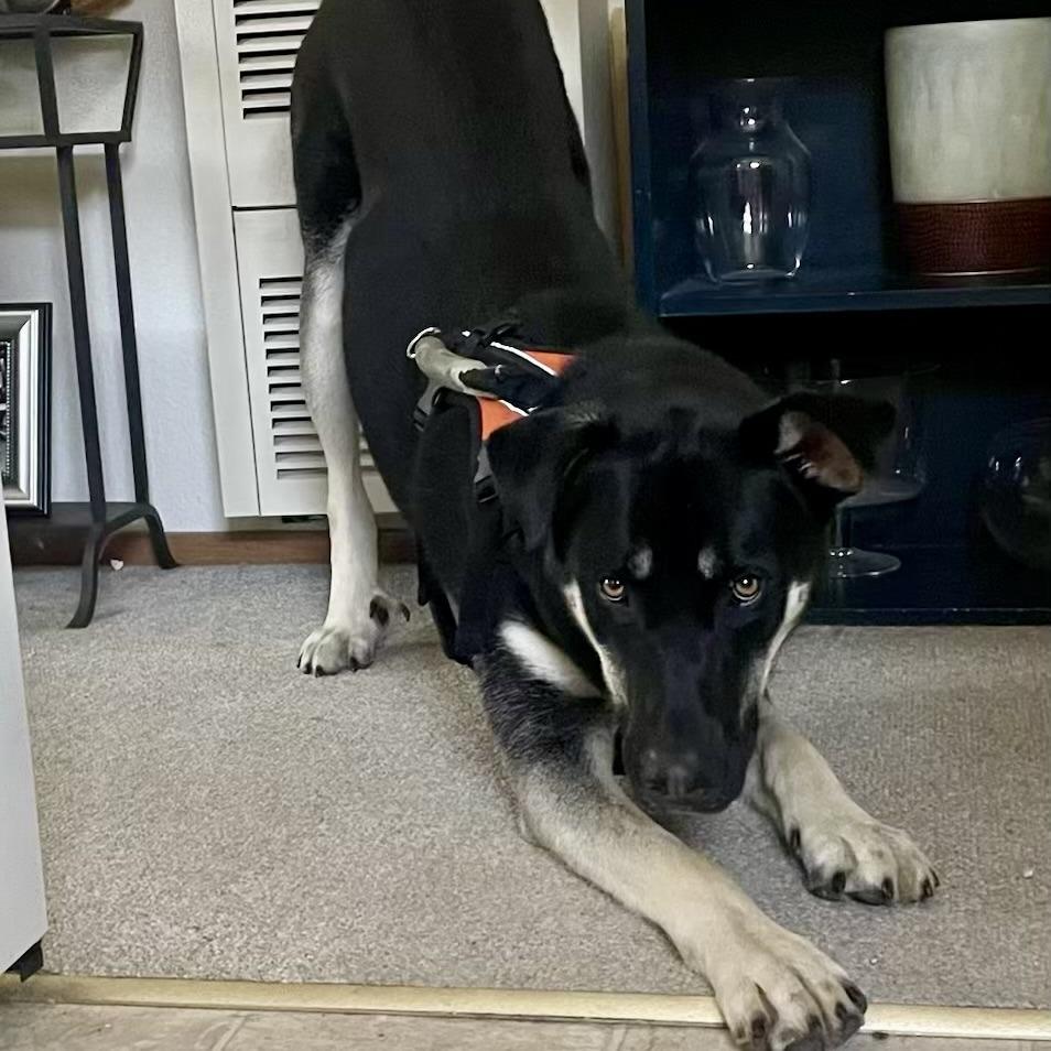 Enlarge Bruno, a Adoptable mixed breed in Sonoma, CA image 4/6