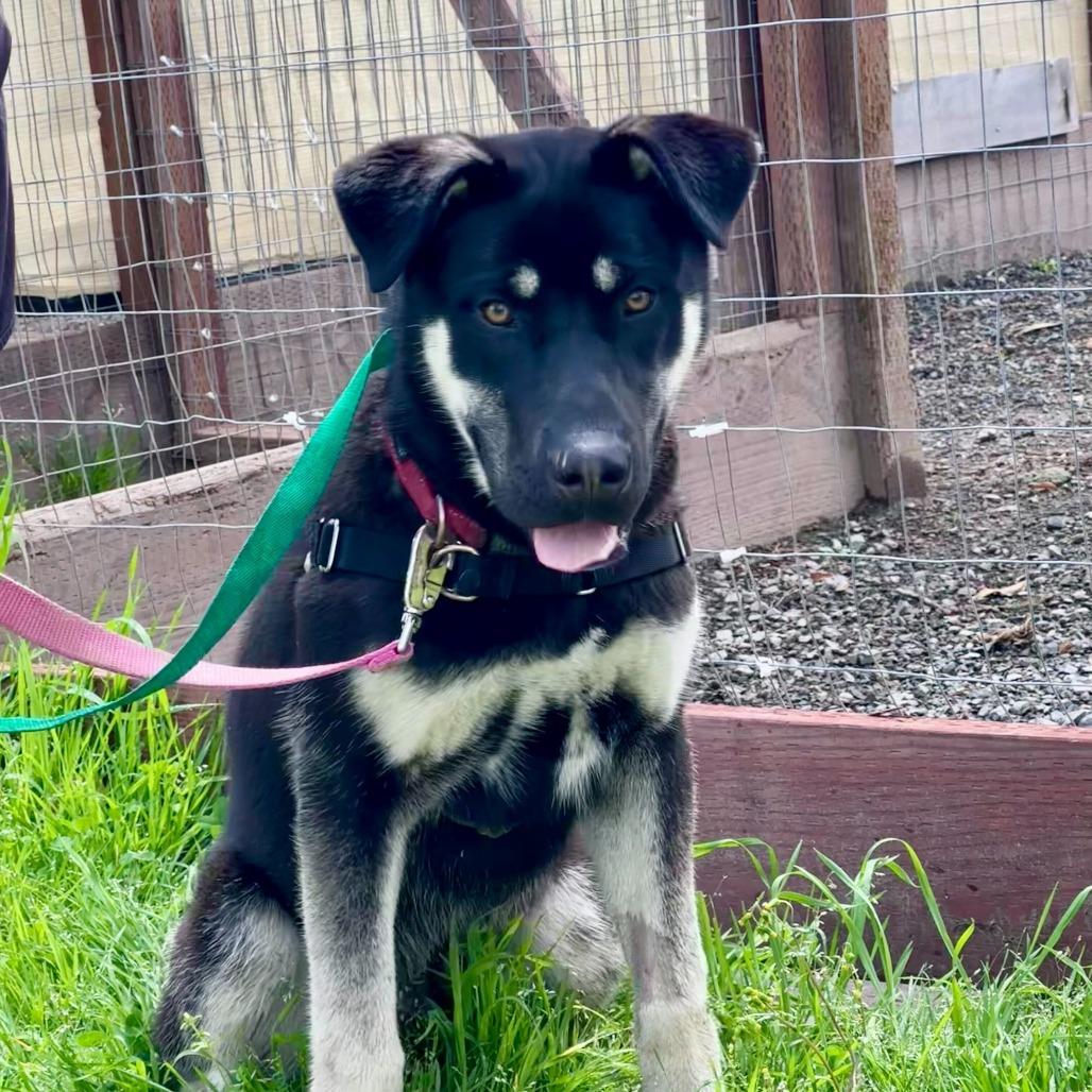 Bruno, a Adoptable mixed breed in Sonoma, CA image 2/4