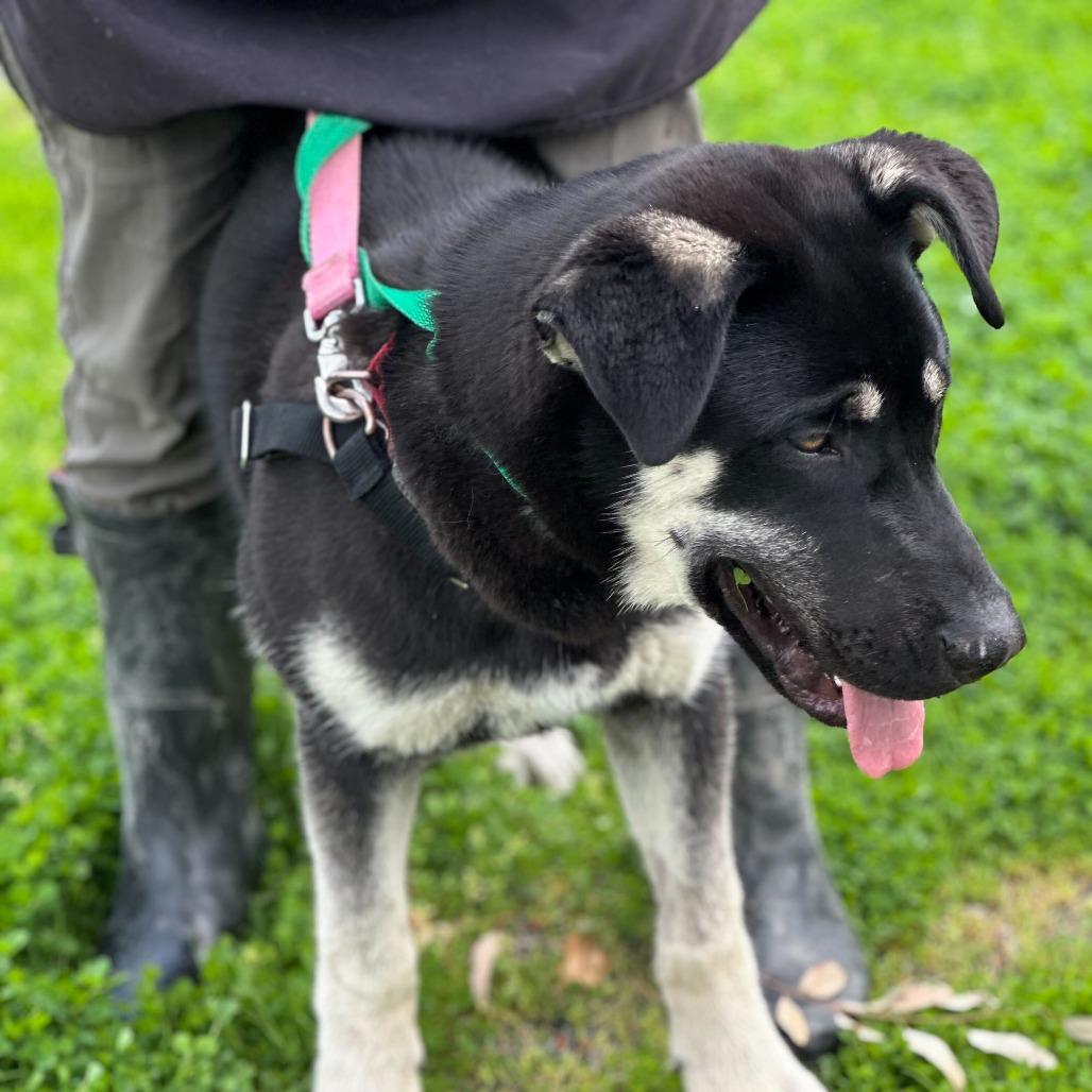 Bruno, a Adoptable mixed breed in Sonoma, CA image 4/4