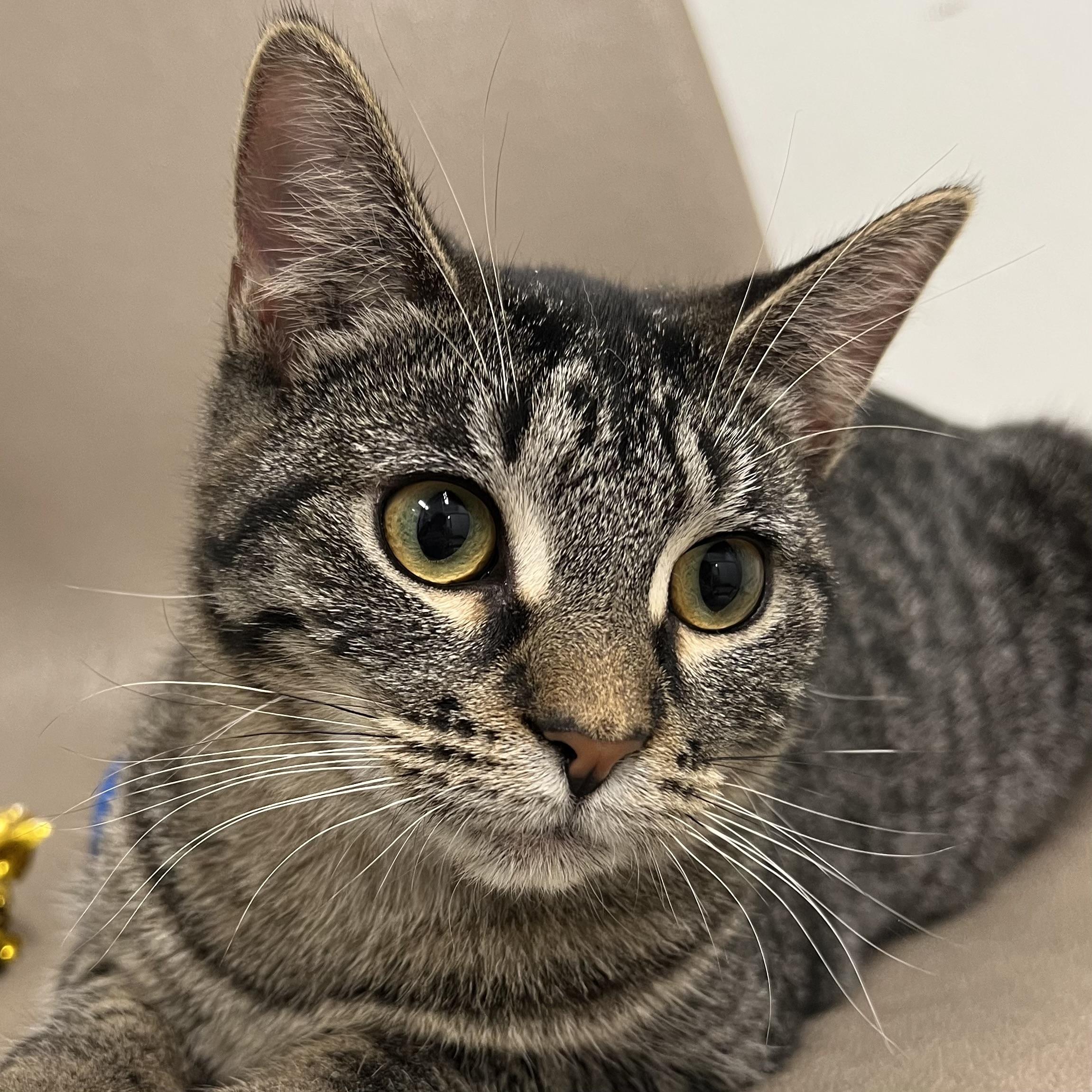 Taboo, a Adoptable Domestic Short Hair in Fairmont, MN image 5/5