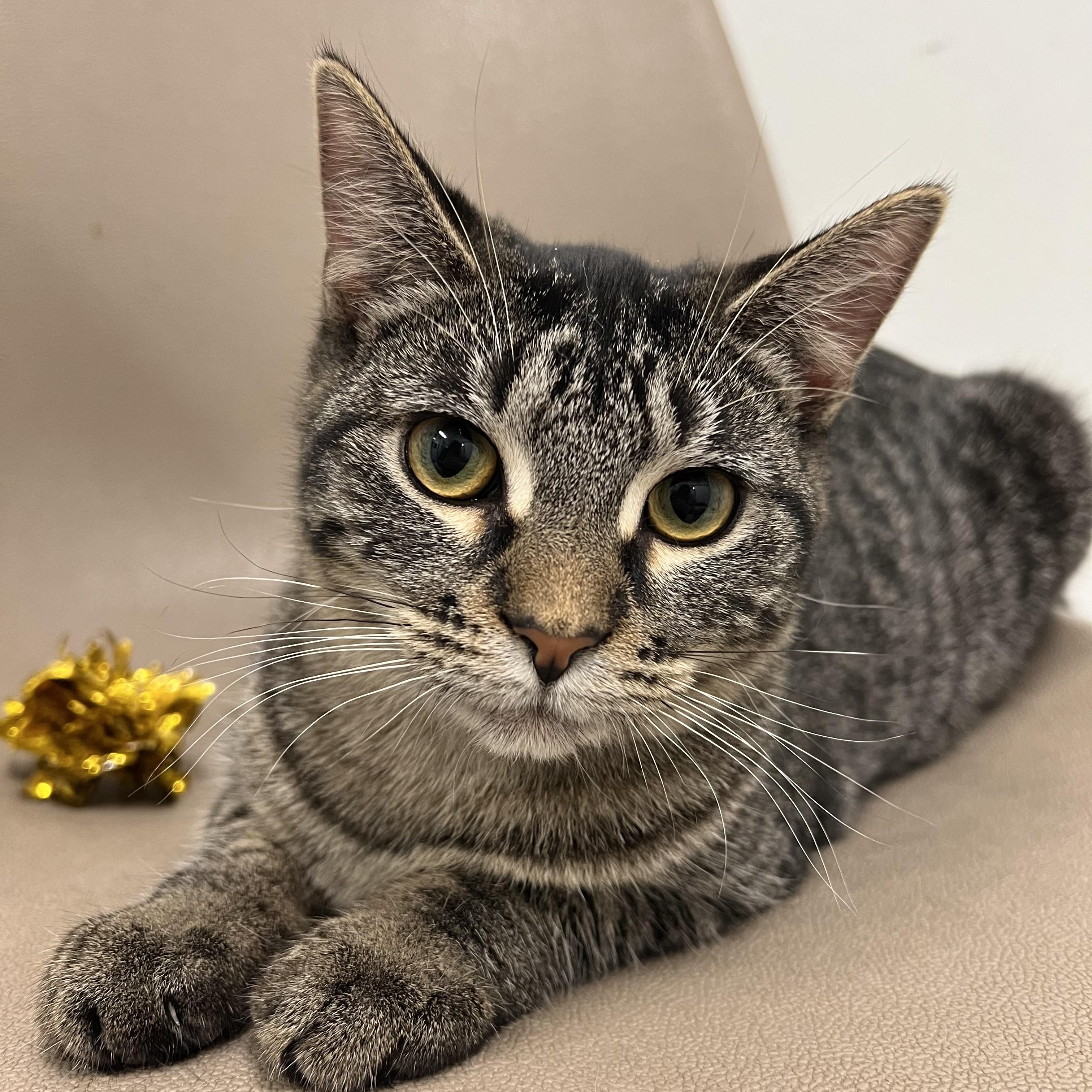 Taboo, a Adoptable Domestic Short Hair in Fairmont, MN image 2/5