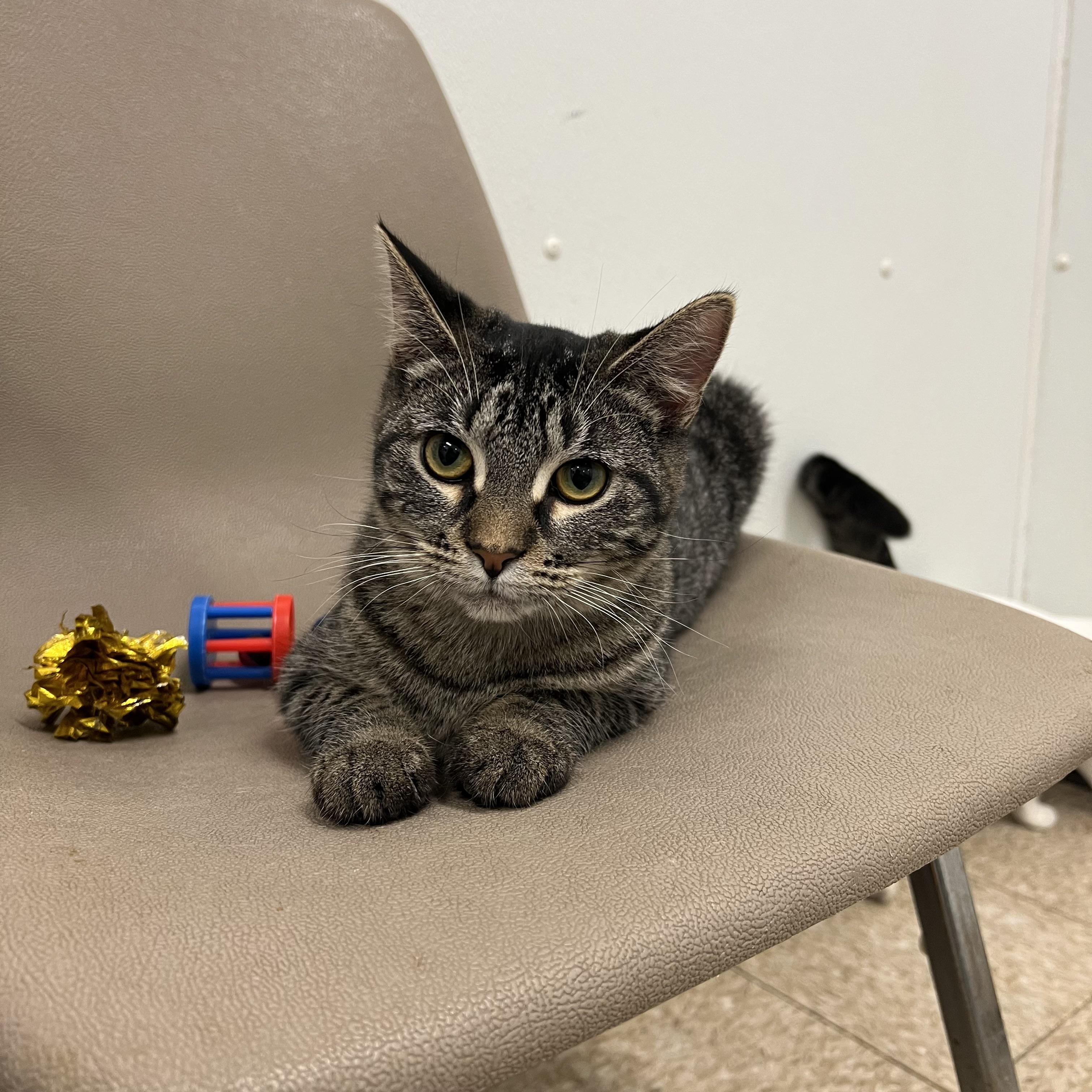 Taboo, a Adoptable Domestic Short Hair in Fairmont, MN image 3/5