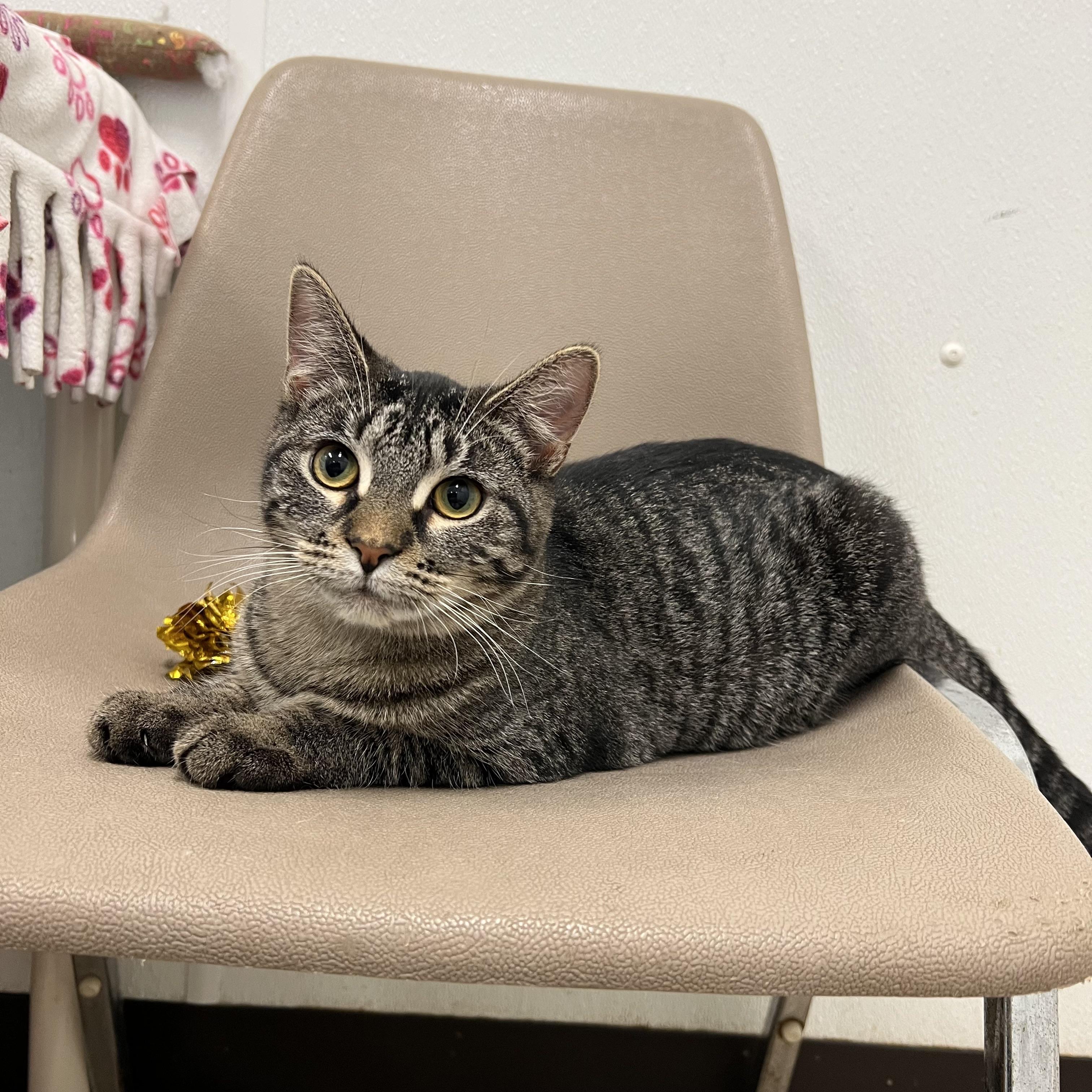 Taboo, Adoptable, Young Female Domestic Short Hair.