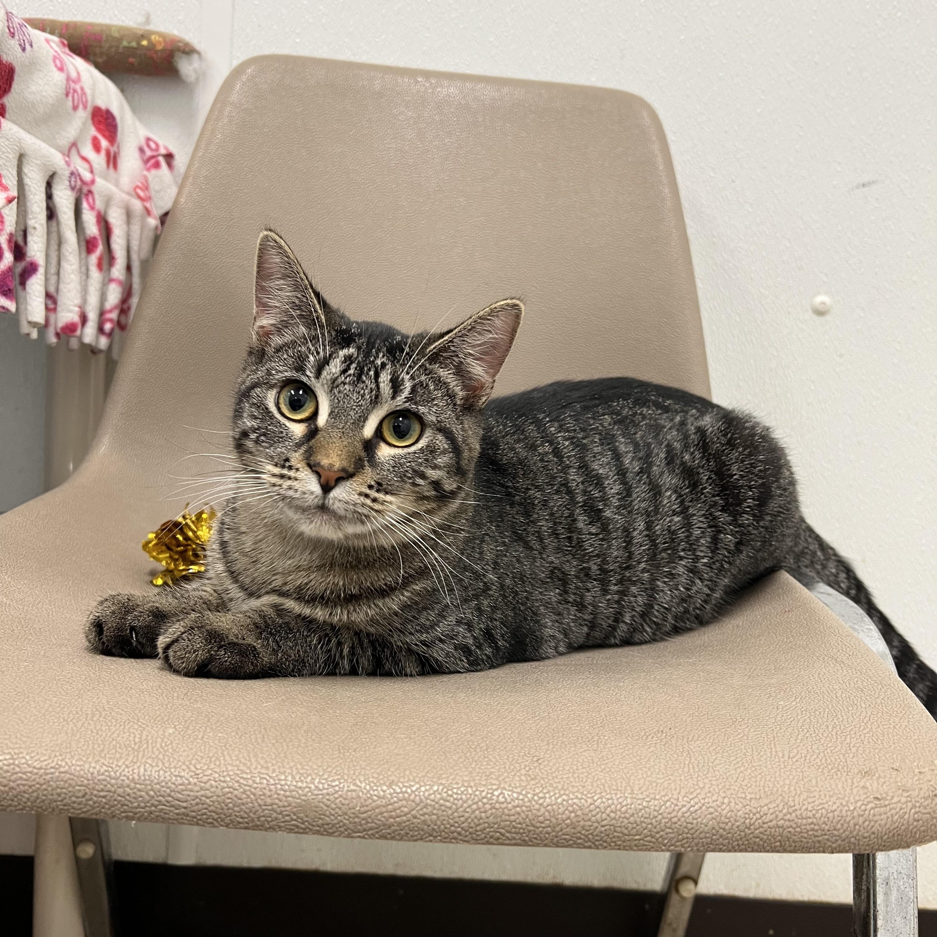 Taboo, a Adoptable Domestic Short Hair in Fairmont, MN image 4/5