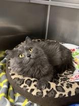 Enlarge Yams, a ADOPTABLE Domestic Long Hair in Manitowoc, WI image 1/1