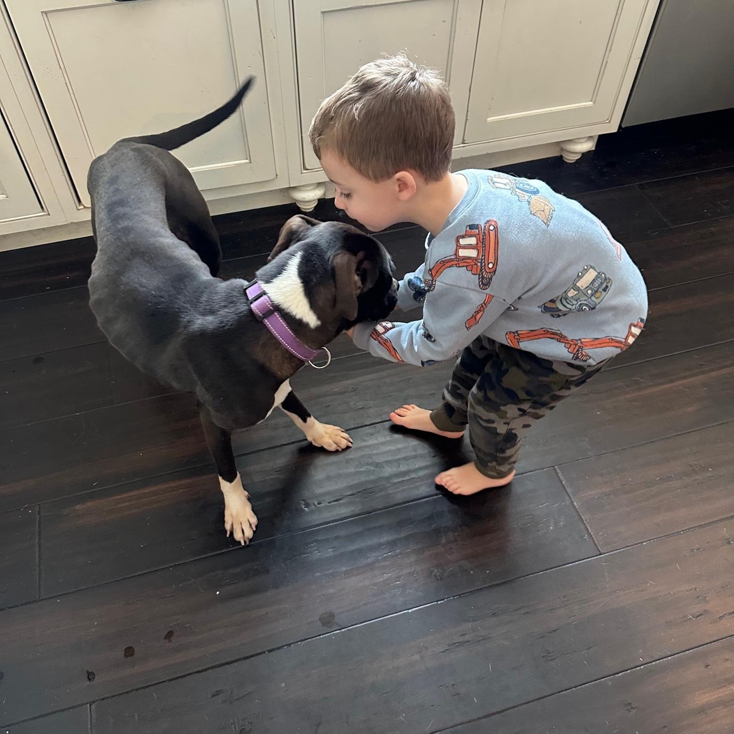 Enlarge Chelsie, a ADOPTABLE Mixed Breed in St Marys, OH image 4/6