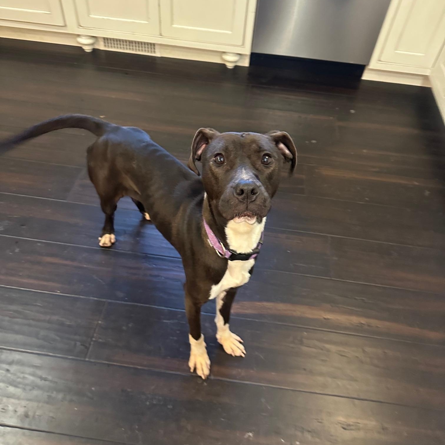 Enlarge Chelsie, a ADOPTABLE Mixed Breed in St Marys, OH image 2/6