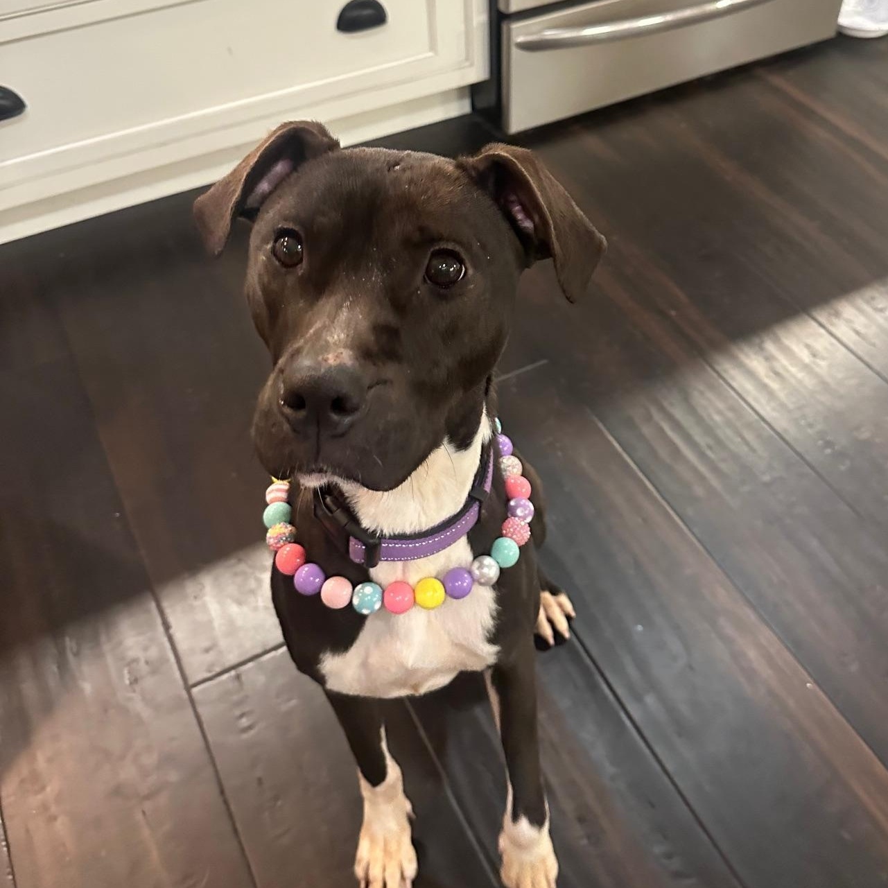 Enlarge Chelsie, a ADOPTABLE Mixed Breed in St Marys, OH image 1/6