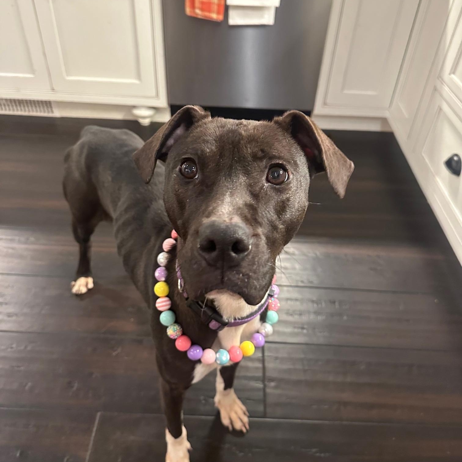 Chelsie, ADOPTABLE, Adult Female Mixed Breed.