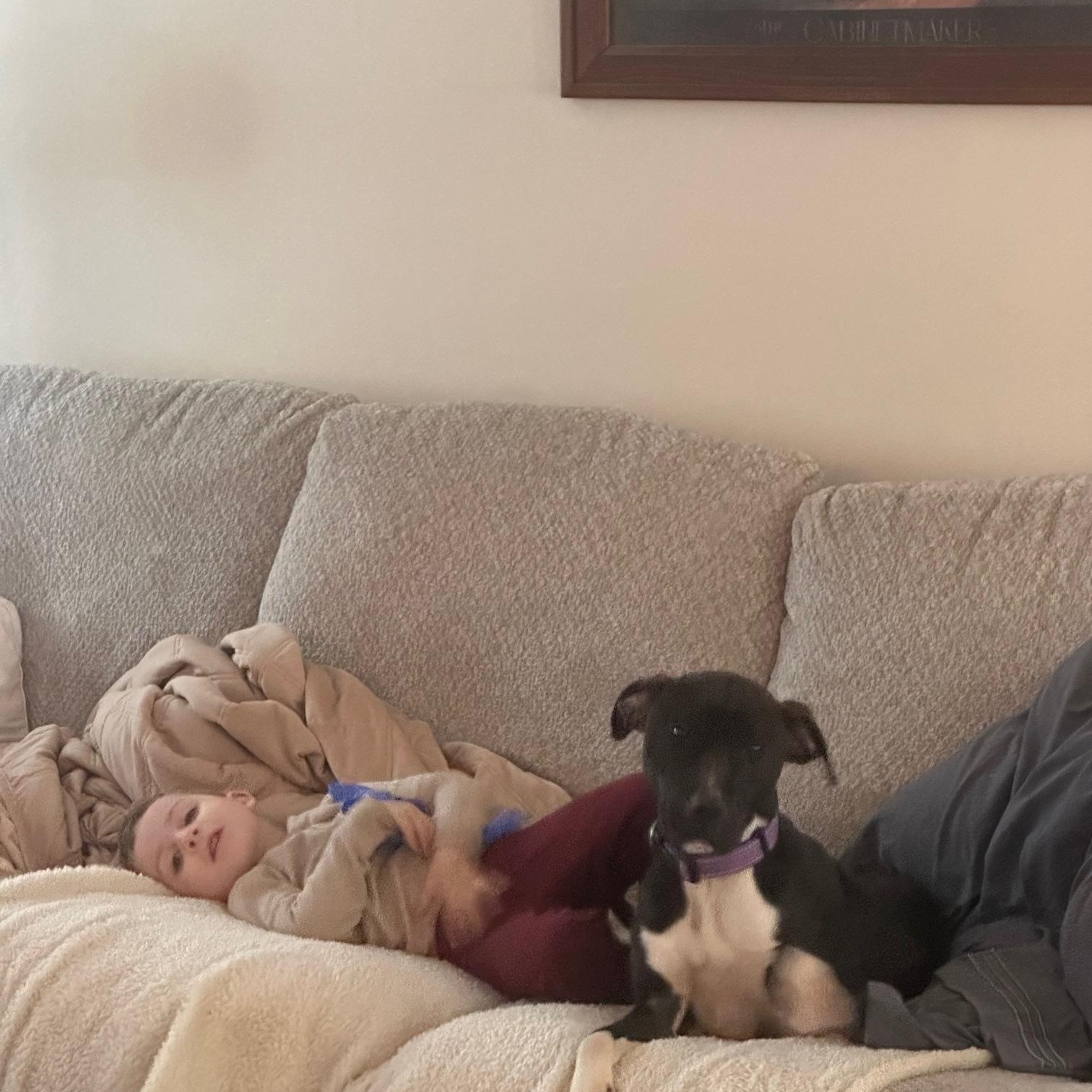 Enlarge Chelsie, a ADOPTABLE Mixed Breed in St Marys, OH image 5/6