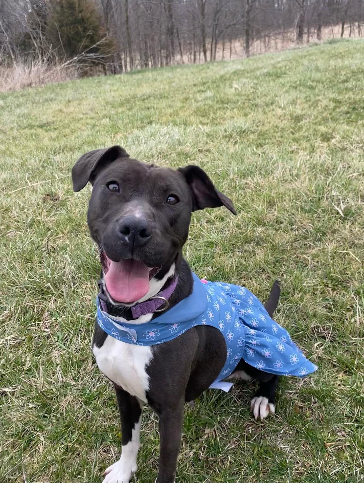 Chelsie, ADOPTABLE, Adult Female Mixed Breed.