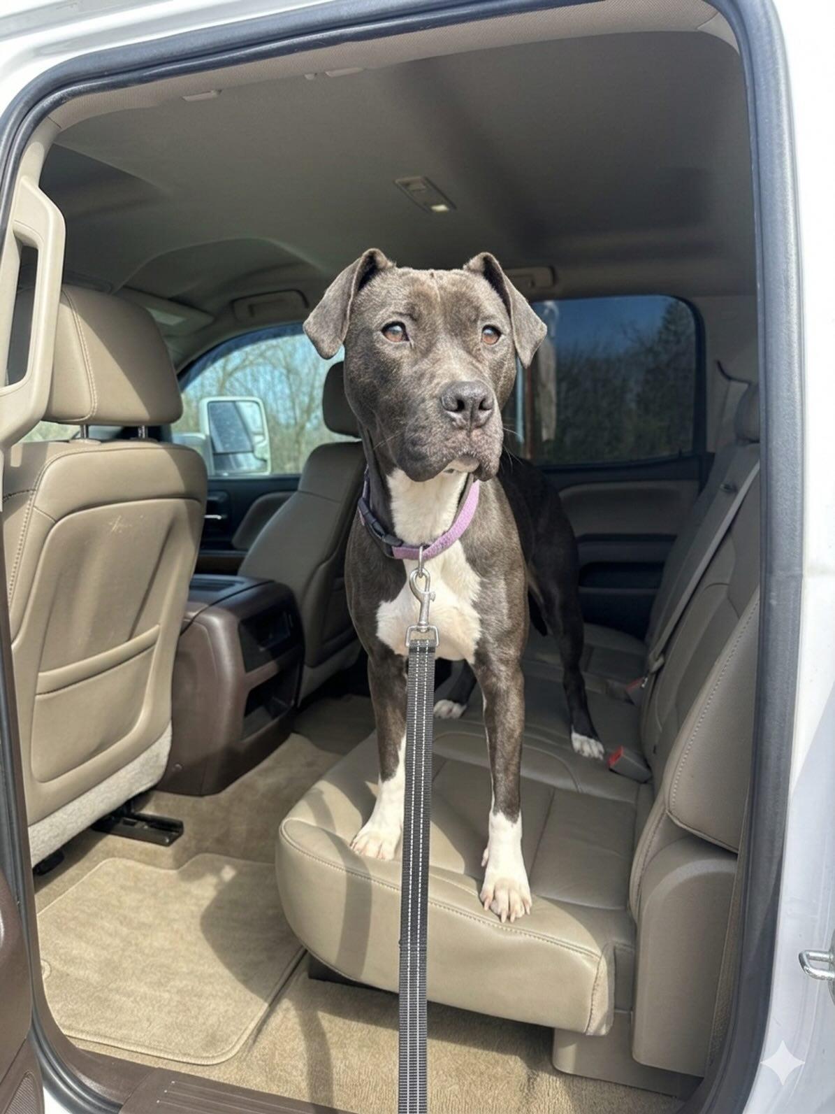 Enlarge Chelsie, a ADOPTABLE Mixed Breed in St Marys, OH image 2/6