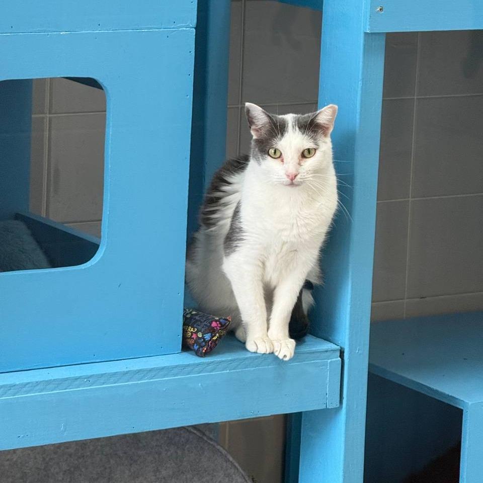 Enlarge Clio, a Adoptable Domestic Short Hair in Wantagh, NY image 1/4