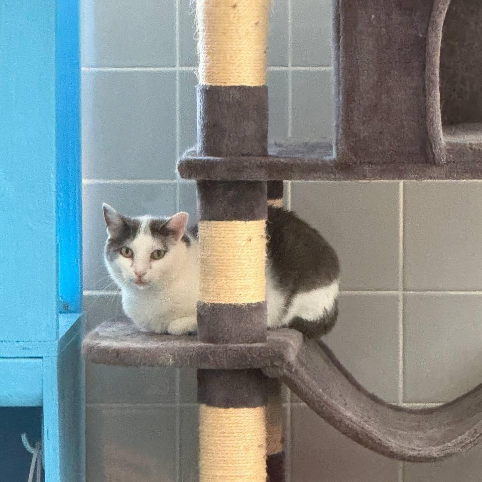 Enlarge Clio, a Adoptable Domestic Short Hair in Wantagh, NY image 2/4