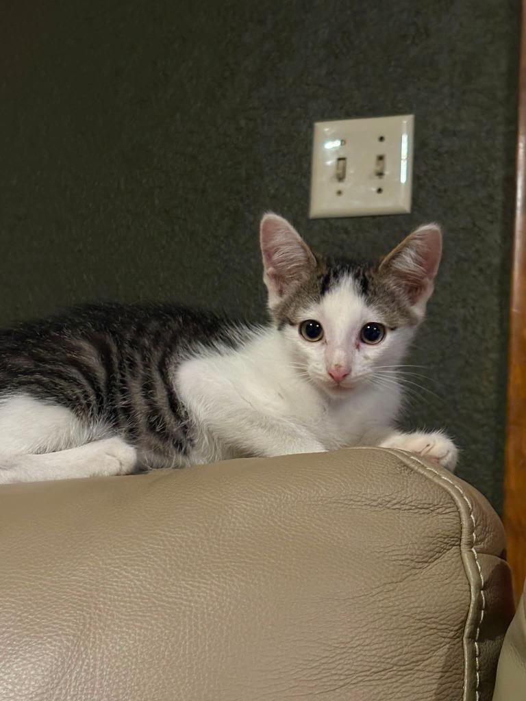 Mickelsen, Adoptable, Kitten Male Domestic Short Hair.