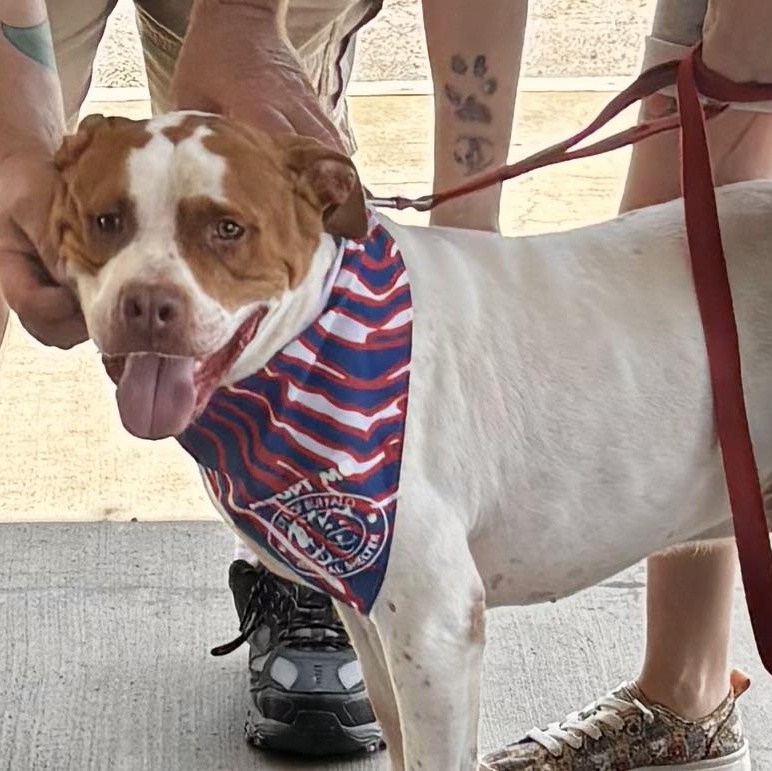 Chase, ADOPTABLE, Adult Male Pit Bull Terrier.