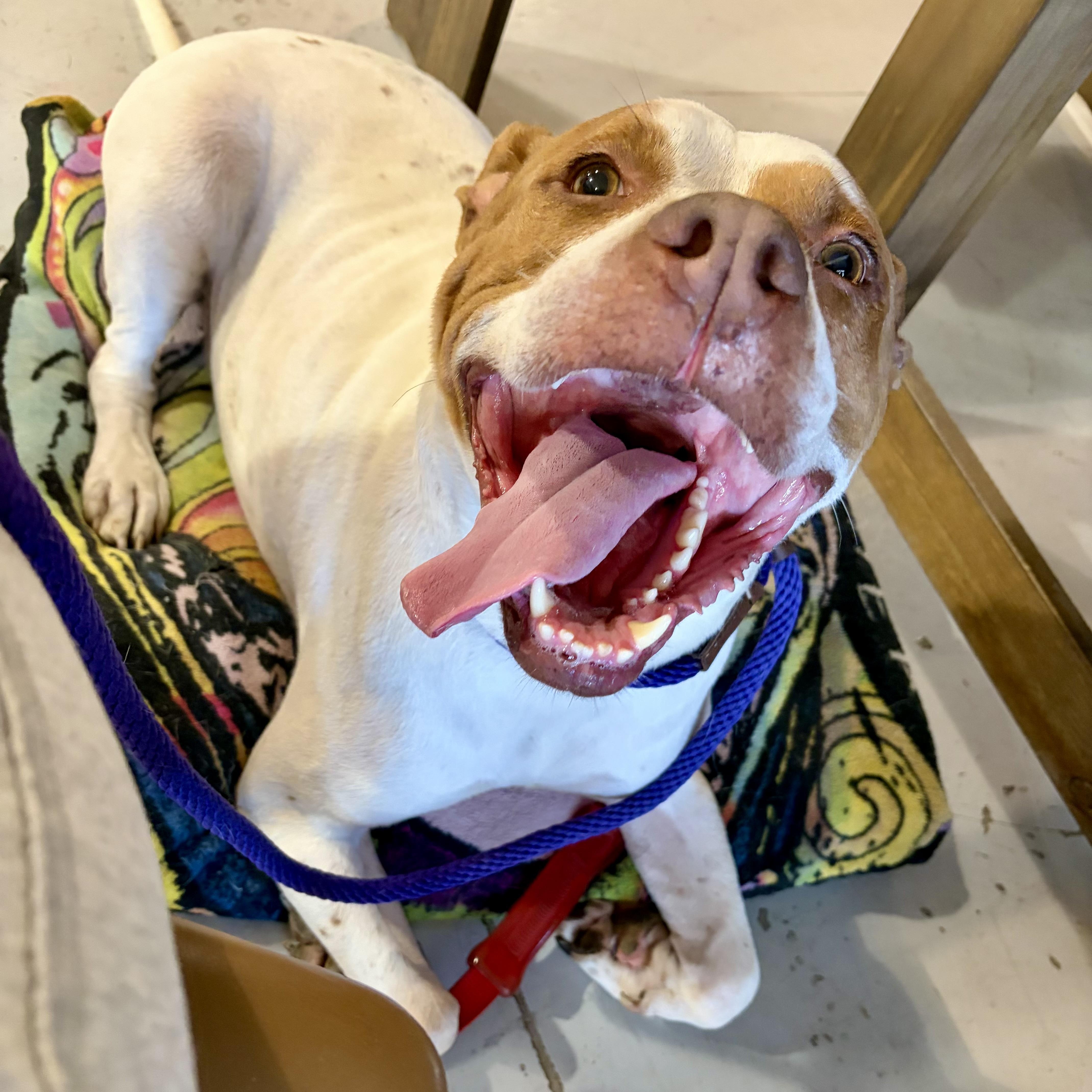 Chase, a ADOPTABLE Pit Bull Terrier in Buffalo, NY image 3/5
