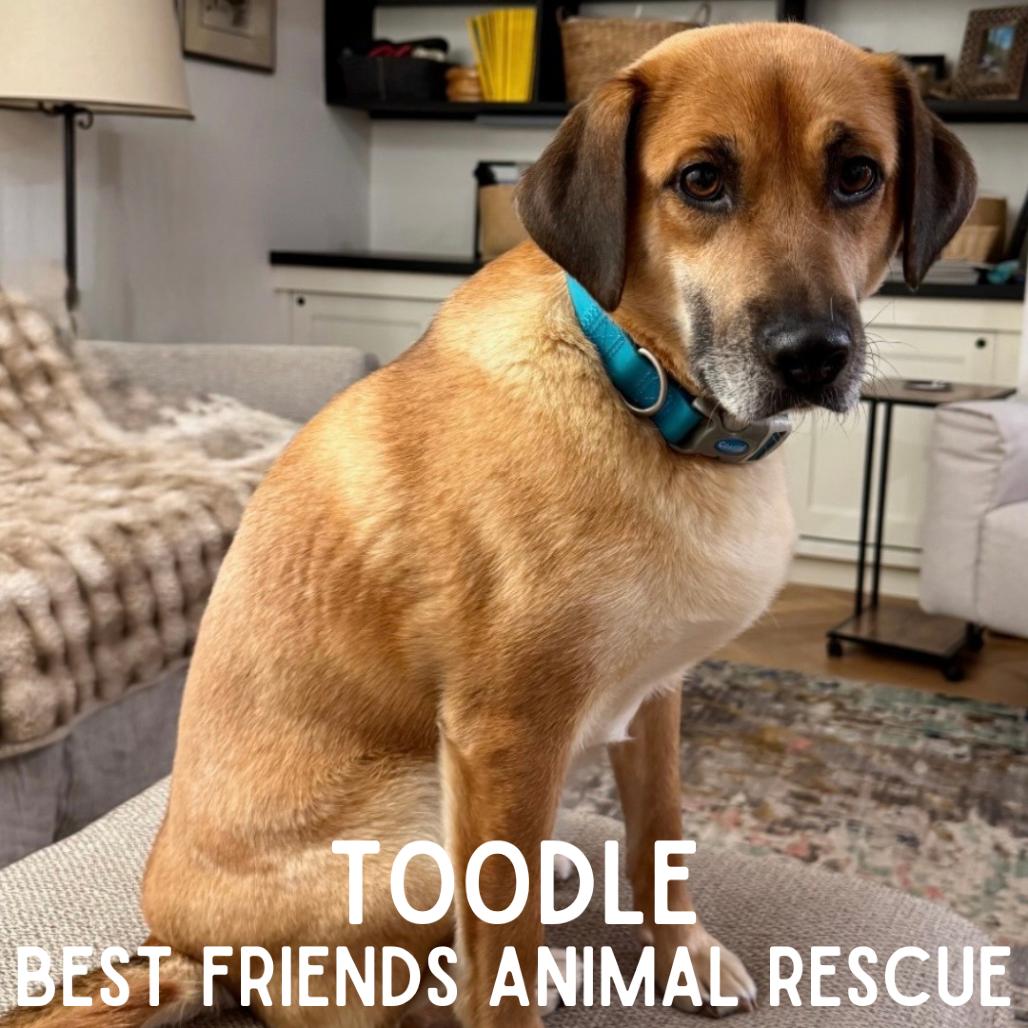 Toodle, Adoptable, Adult Female Shepherd.