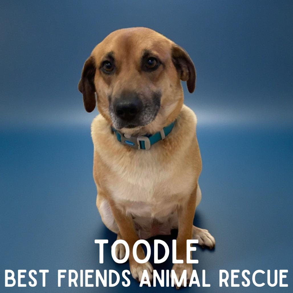 Toodle, a Adoptable Shepherd in Wasilla, AK image 2/2