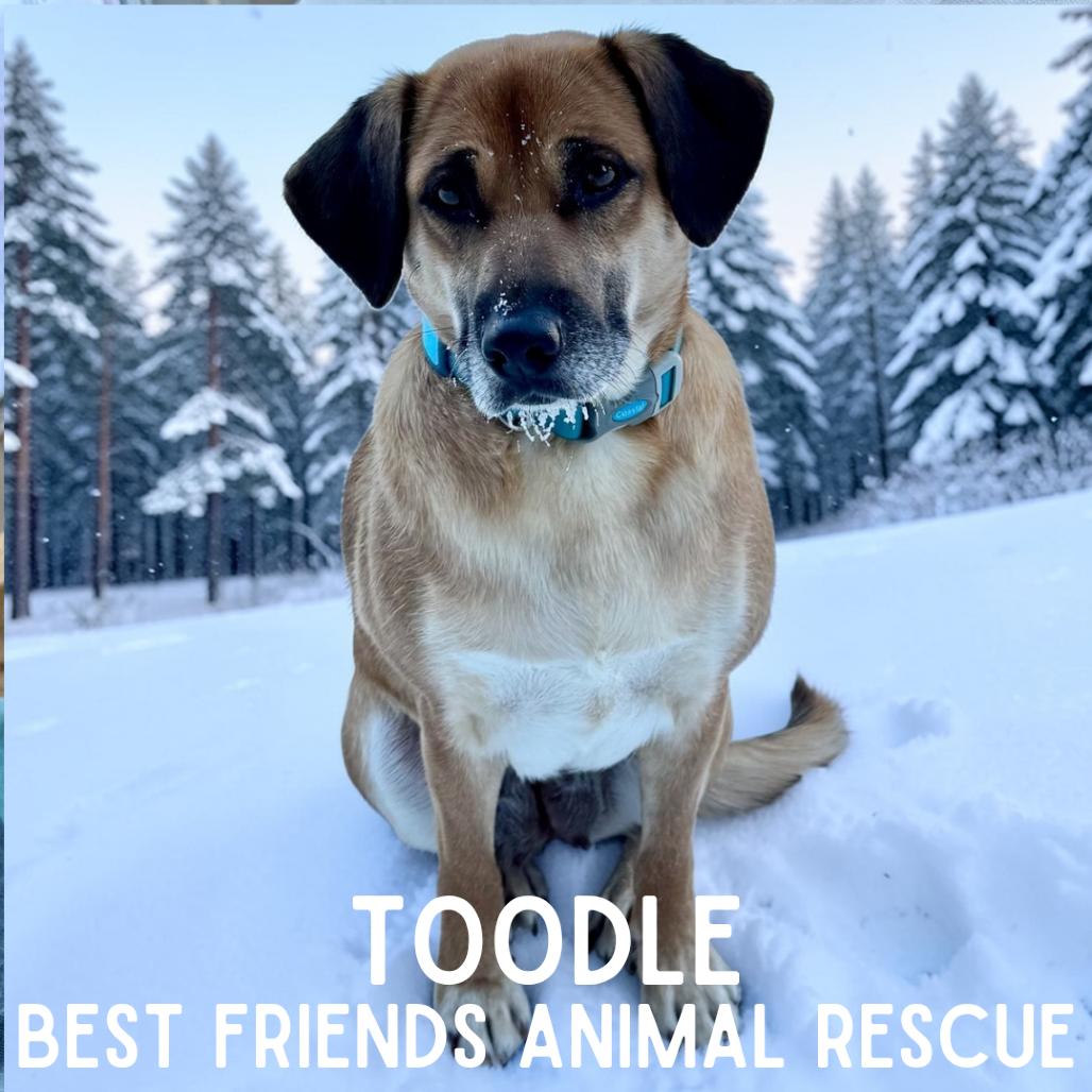 Enlarge Toodle, a Adoptable Shepherd in Wasilla, AK image 3/6