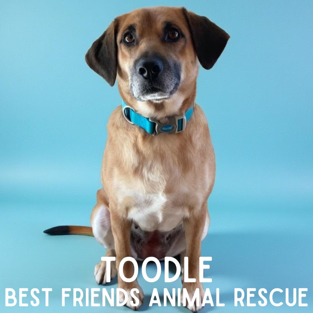 Enlarge Toodle, a Adoptable Shepherd in Wasilla, AK image 4/6