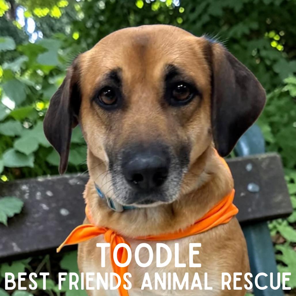 Enlarge Toodle, a Adoptable Shepherd in Wasilla, AK image 5/6