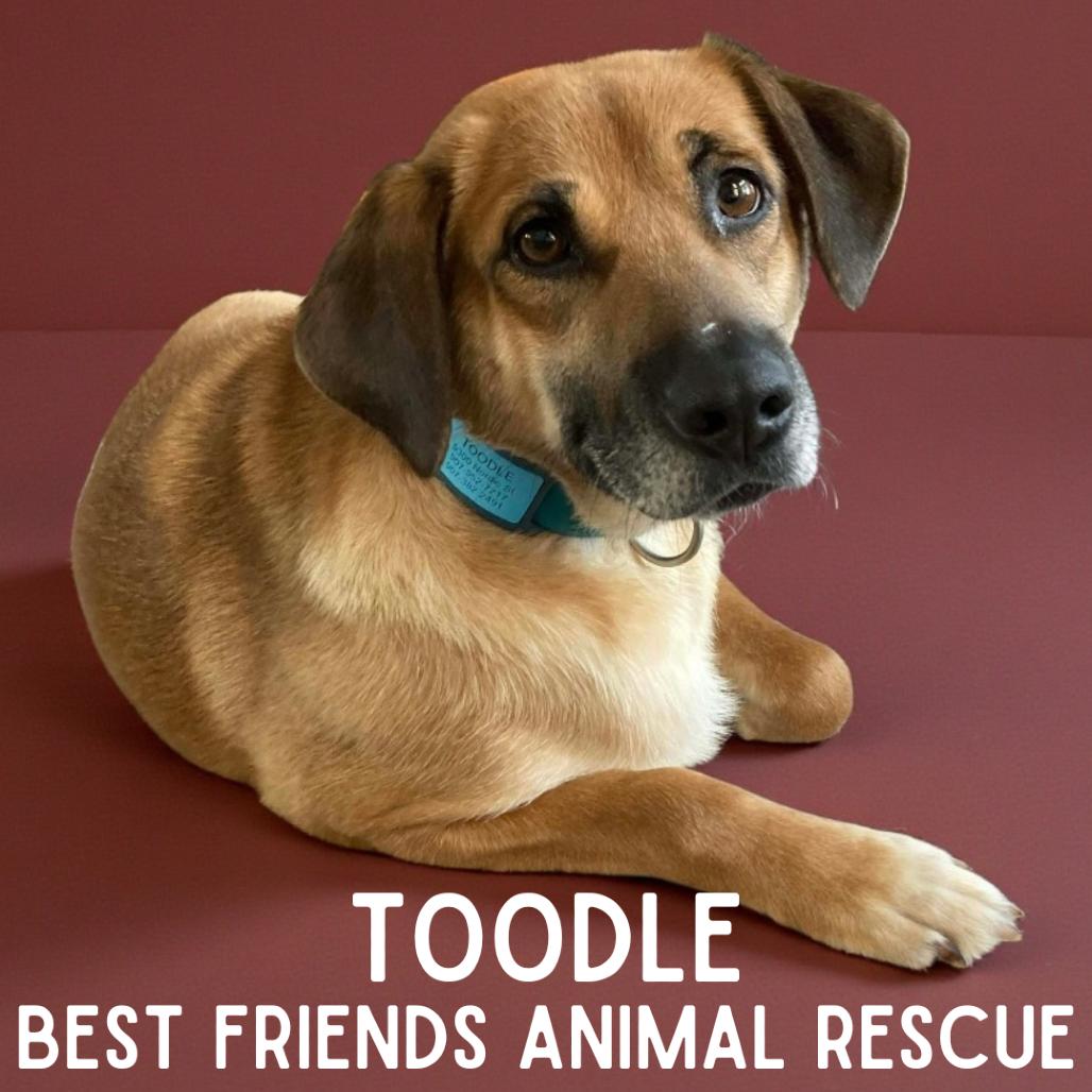 Enlarge Toodle, a Adoptable Shepherd in Wasilla, AK image 3/3