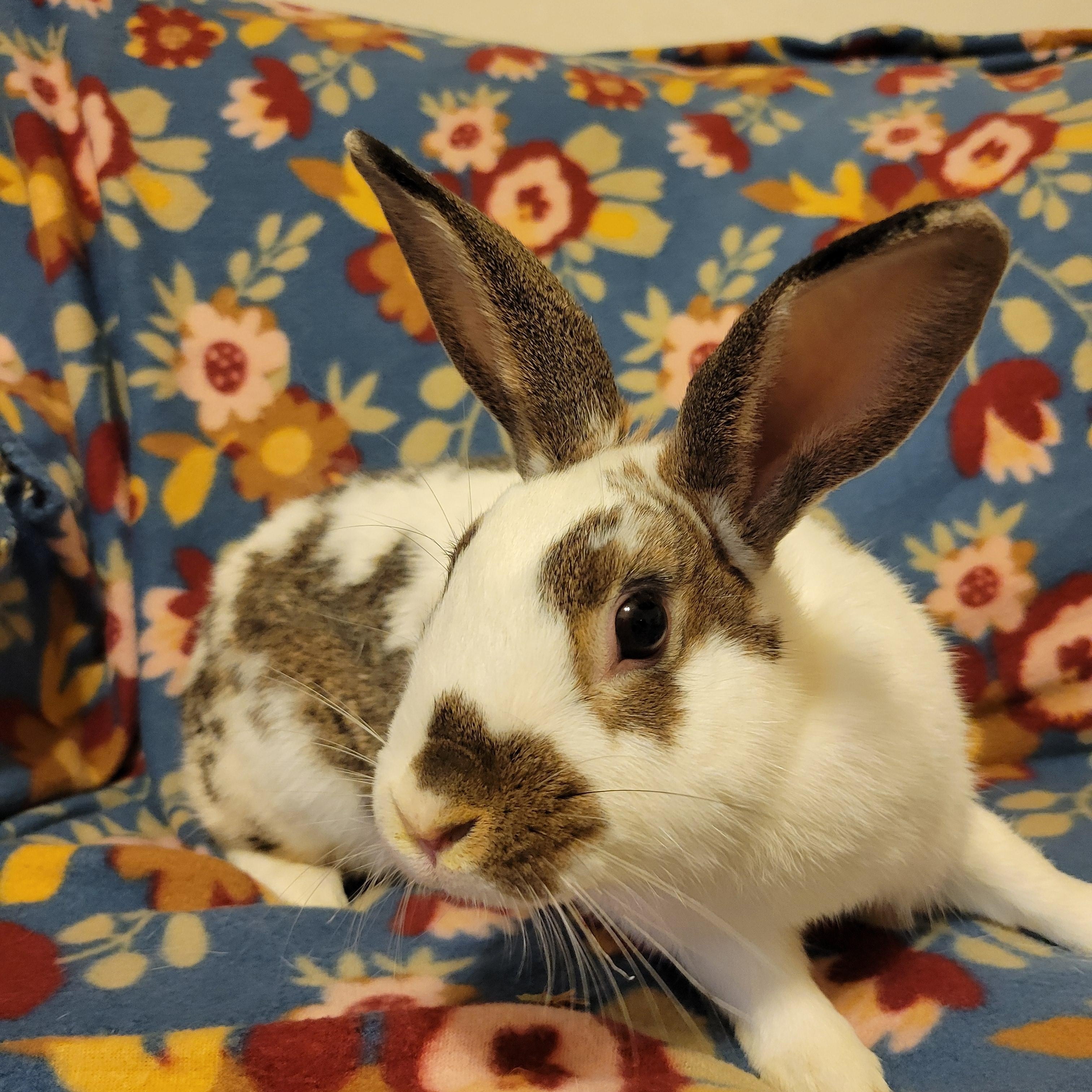 Enlarge Beryl, a Adoptable English Spot in Ames, IA image 4/5