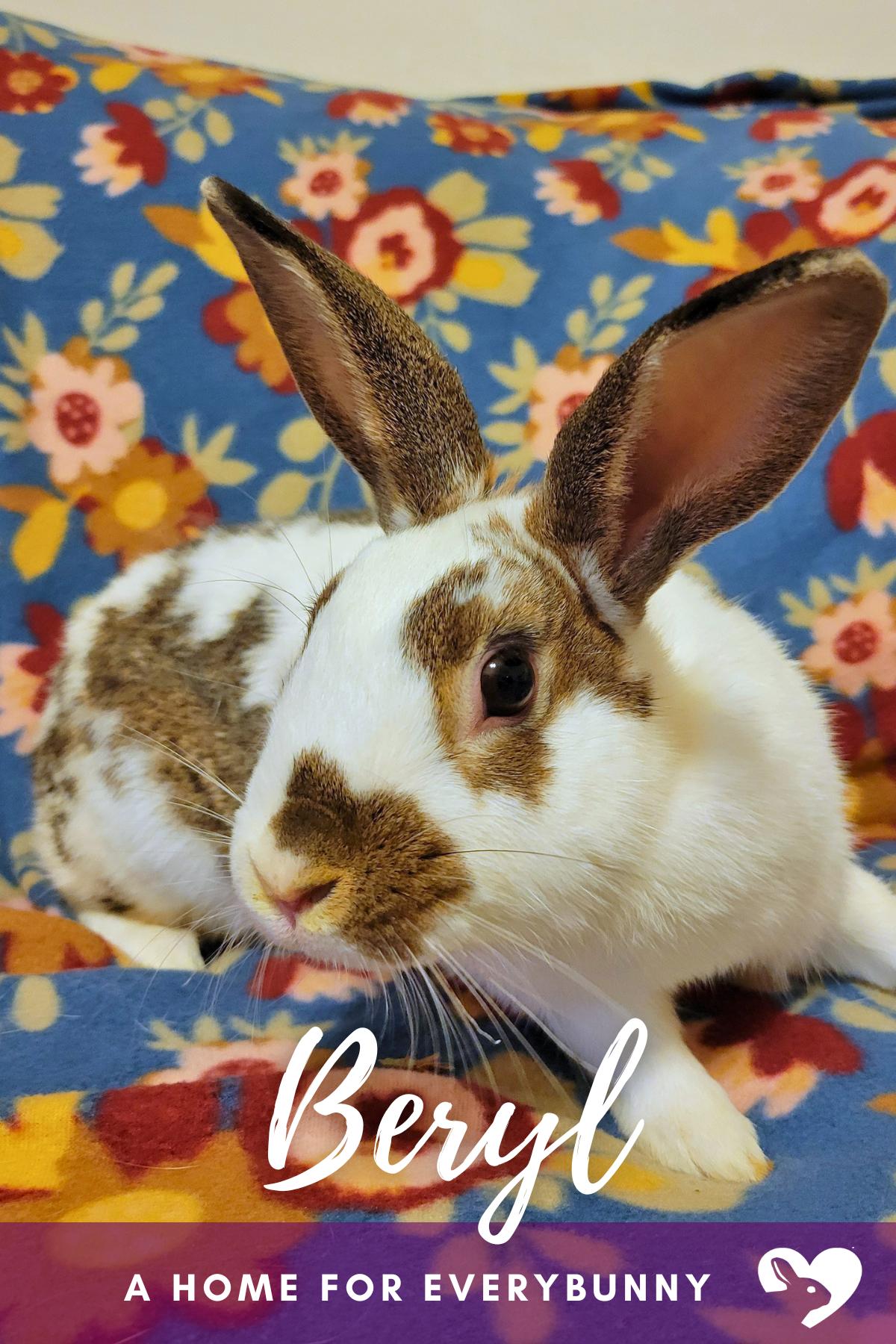 Beryl, Adoptable, Young Female English Spot.