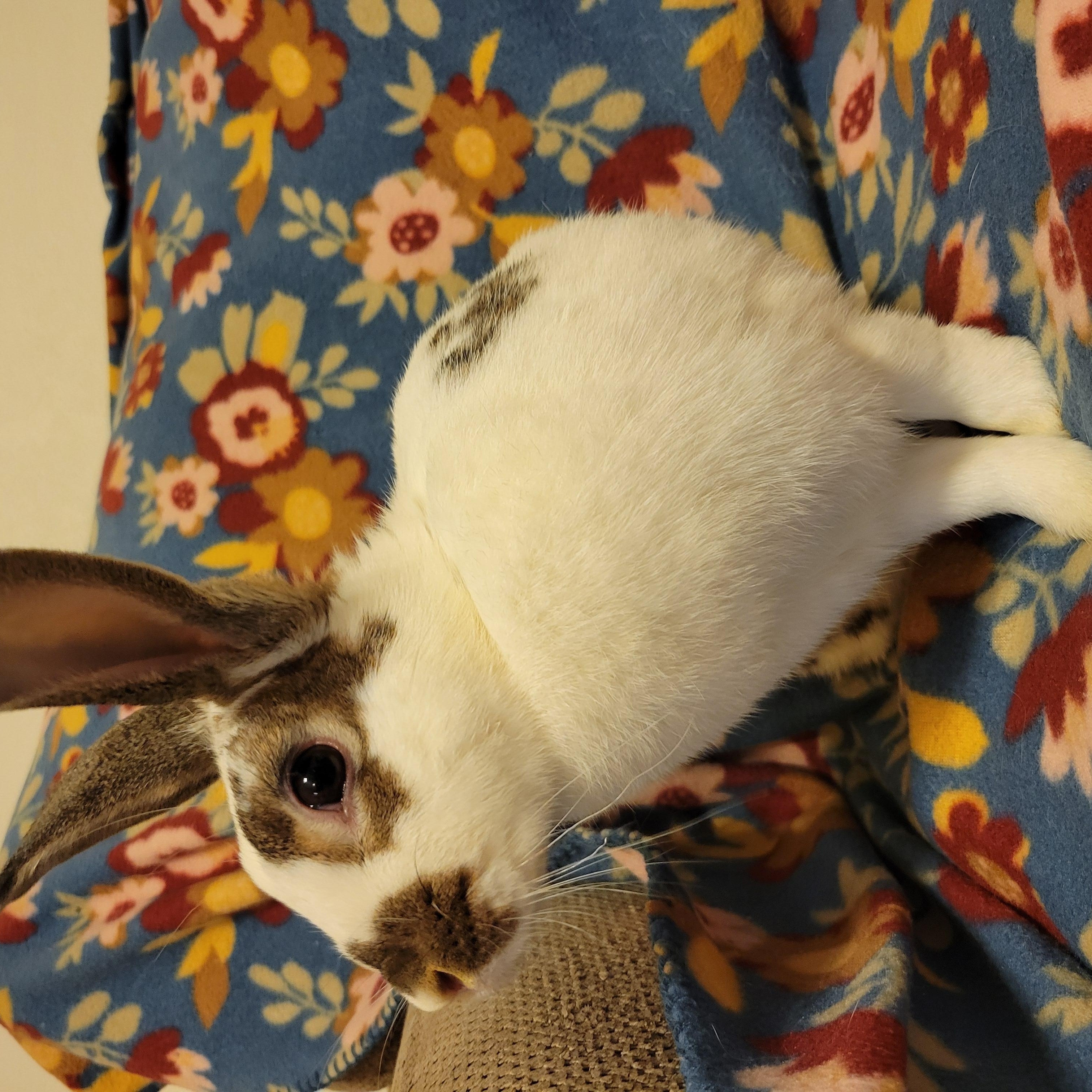 Enlarge Beryl, a Adoptable English Spot in Ames, IA image 2/5