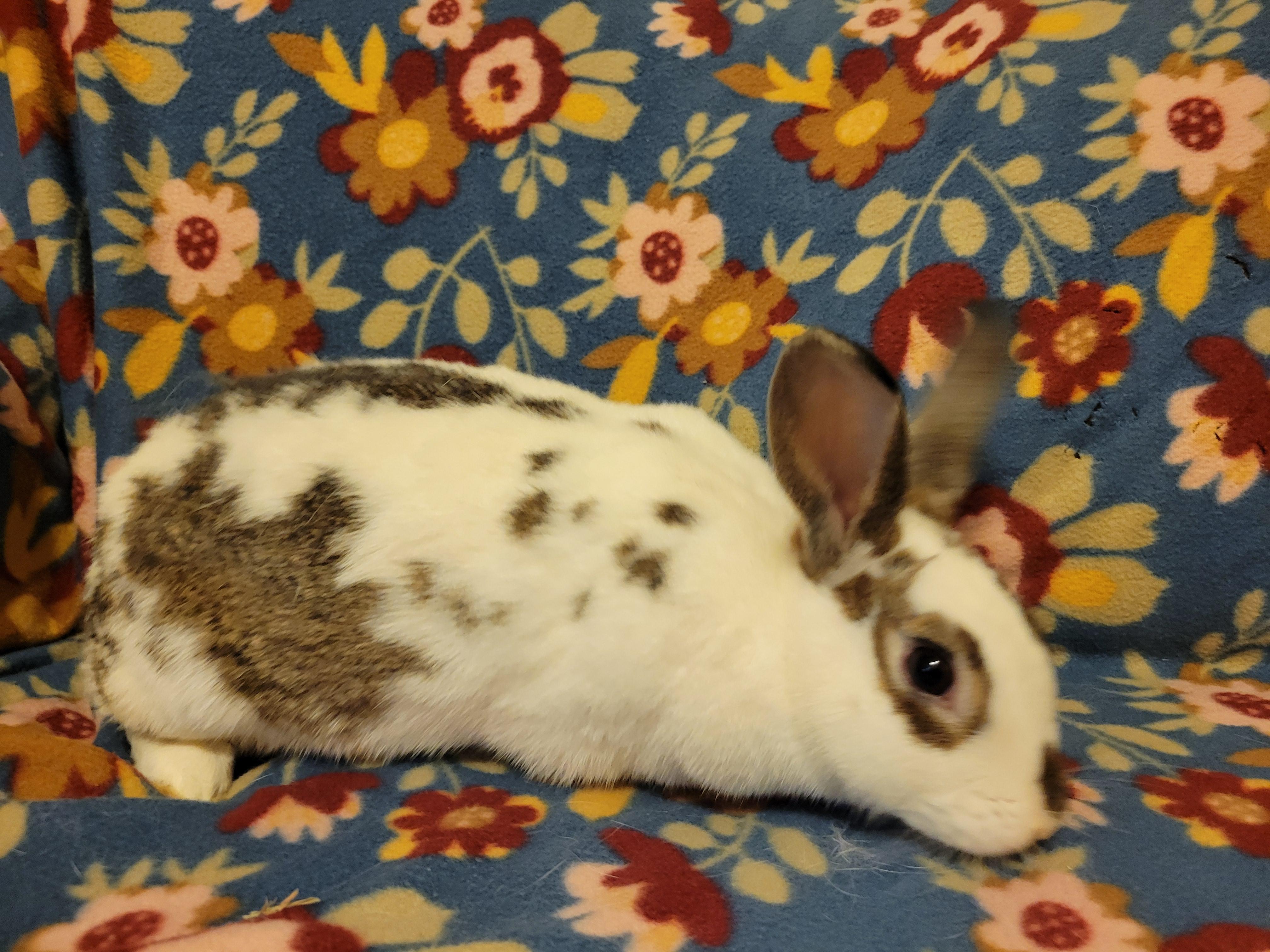 Enlarge Beryl, a Adoptable English Spot in Ames, IA image 3/5