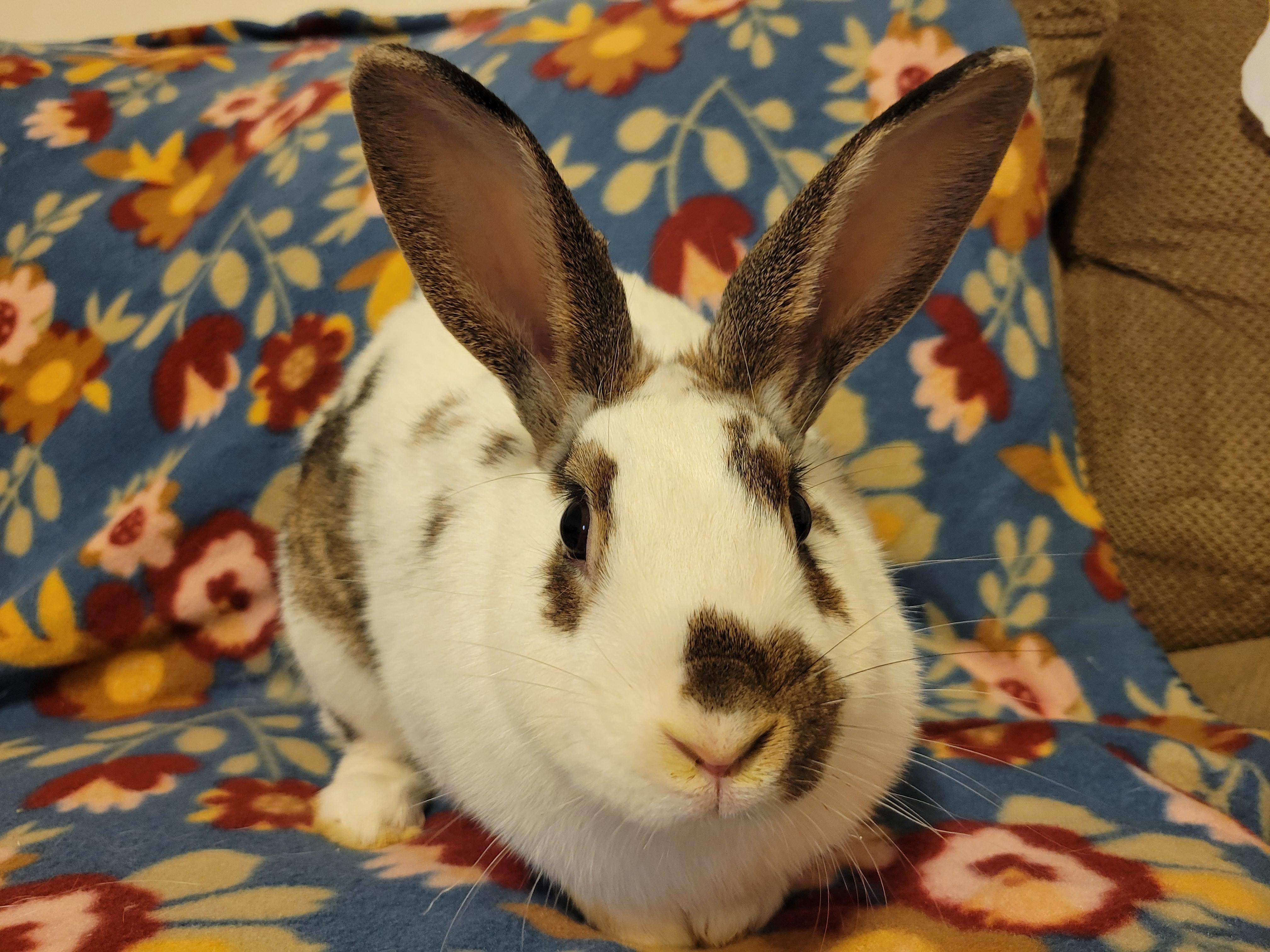 Enlarge Beryl, a Adoptable English Spot in Ames, IA image 5/5