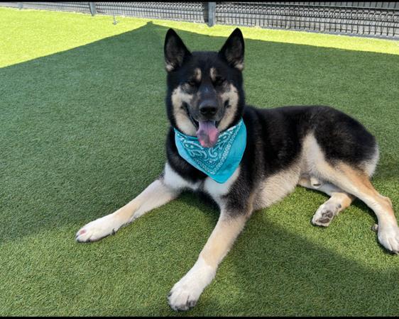 OSLO, Adoptable, Adult Male Siberian Husky & German Shepherd Dog.