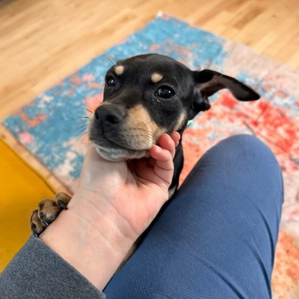 Idaho Potato — thumbnail 2