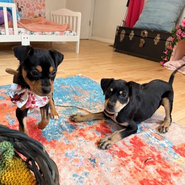 Idaho Potato — thumbnail 3