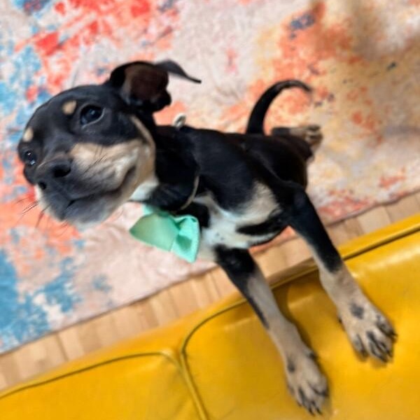 Idaho Potato — thumbnail 5