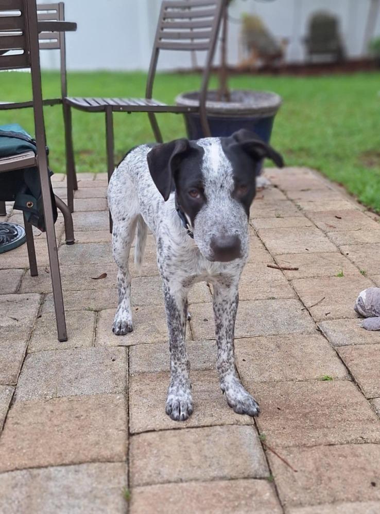 Mr Big, a Adoptable mixed breed in Orlando, FL image 1/3