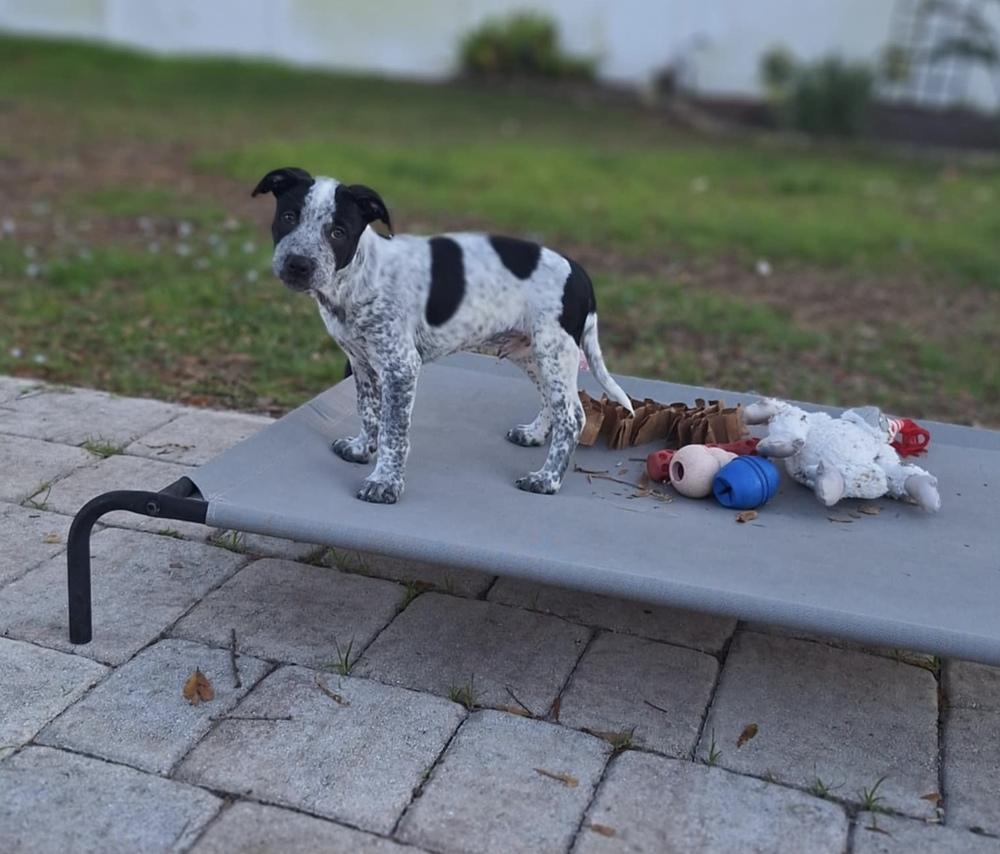 Mr Big, a Adoptable mixed breed in Orlando, FL image 2/3