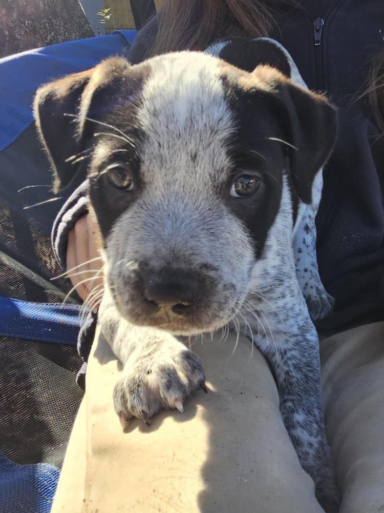 Mr Big, a Adoptable mixed breed in Orlando, FL image 3/3